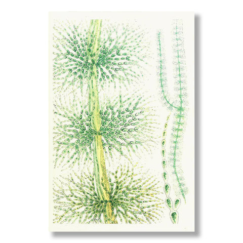 British Fresh-Water Algae Notebook